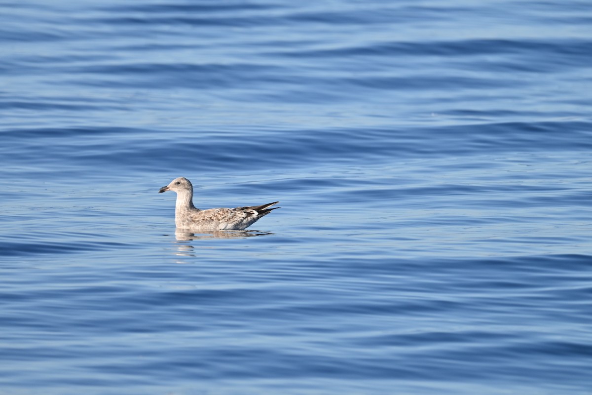 Western Gull - ML610330987