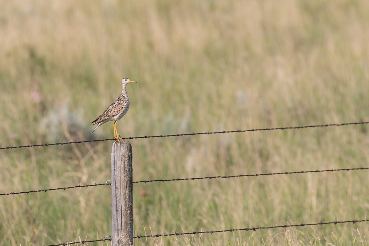 Upland Sandpiper - ML610330995