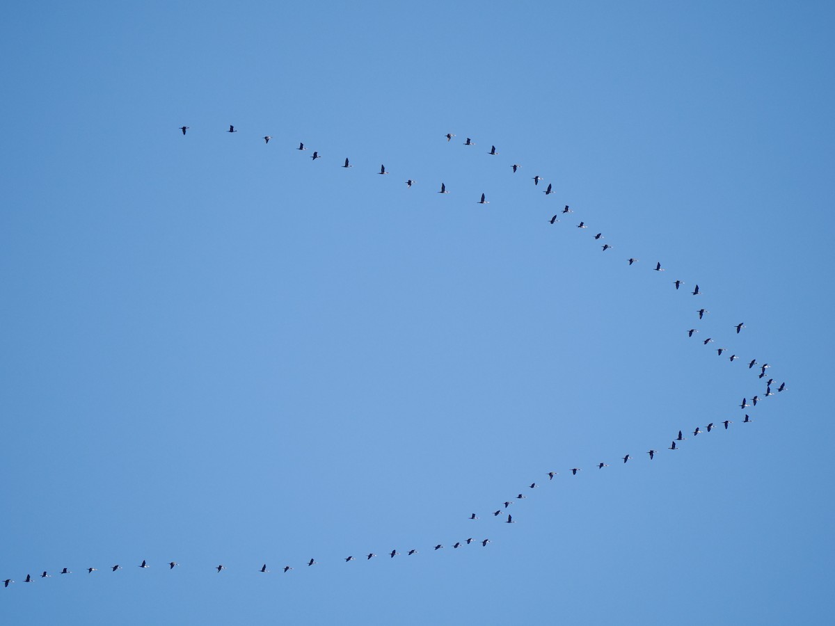 Double-crested Cormorant - ML610331092