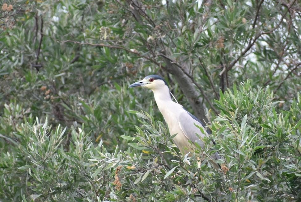 Black-crowned Night Heron - ML610331099