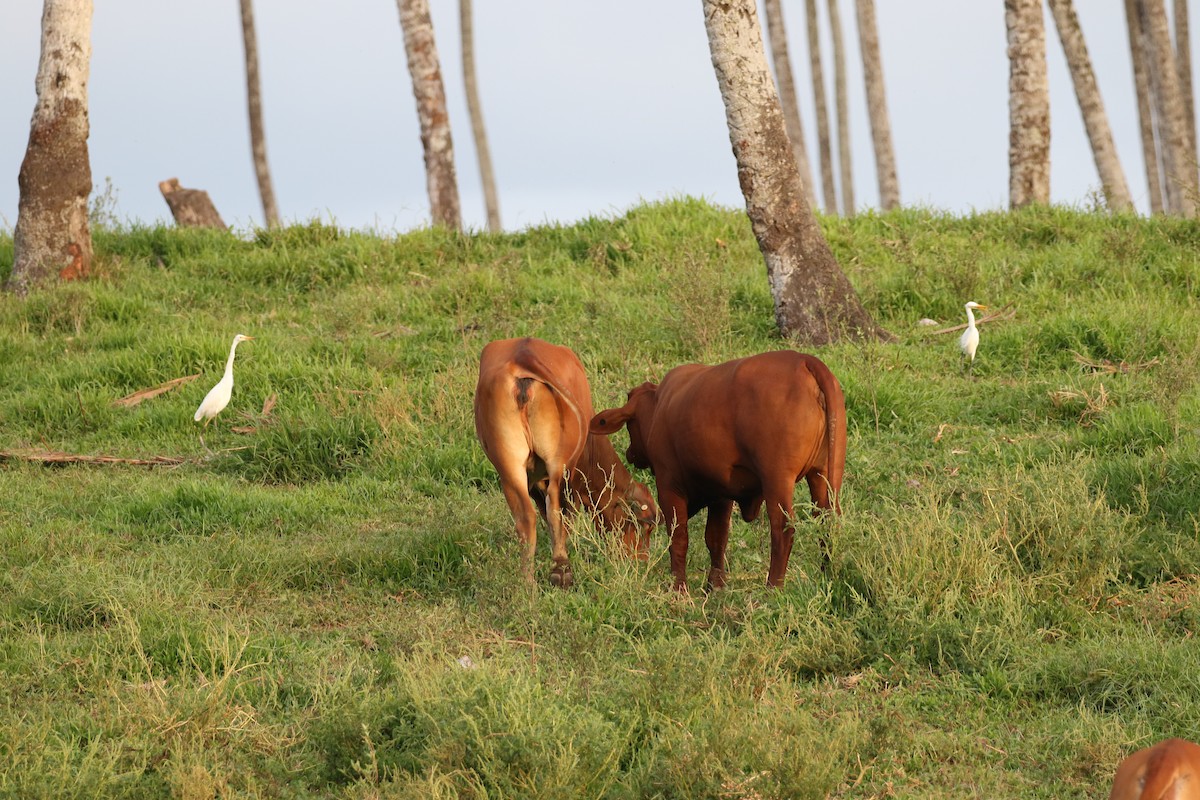 Eastern Cattle Egret - Mike O'Malley