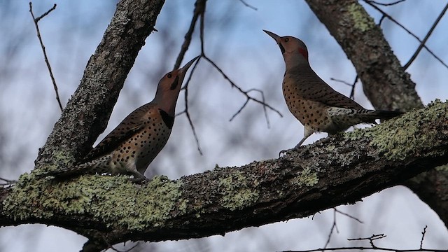 Northern Flicker - ML610331212