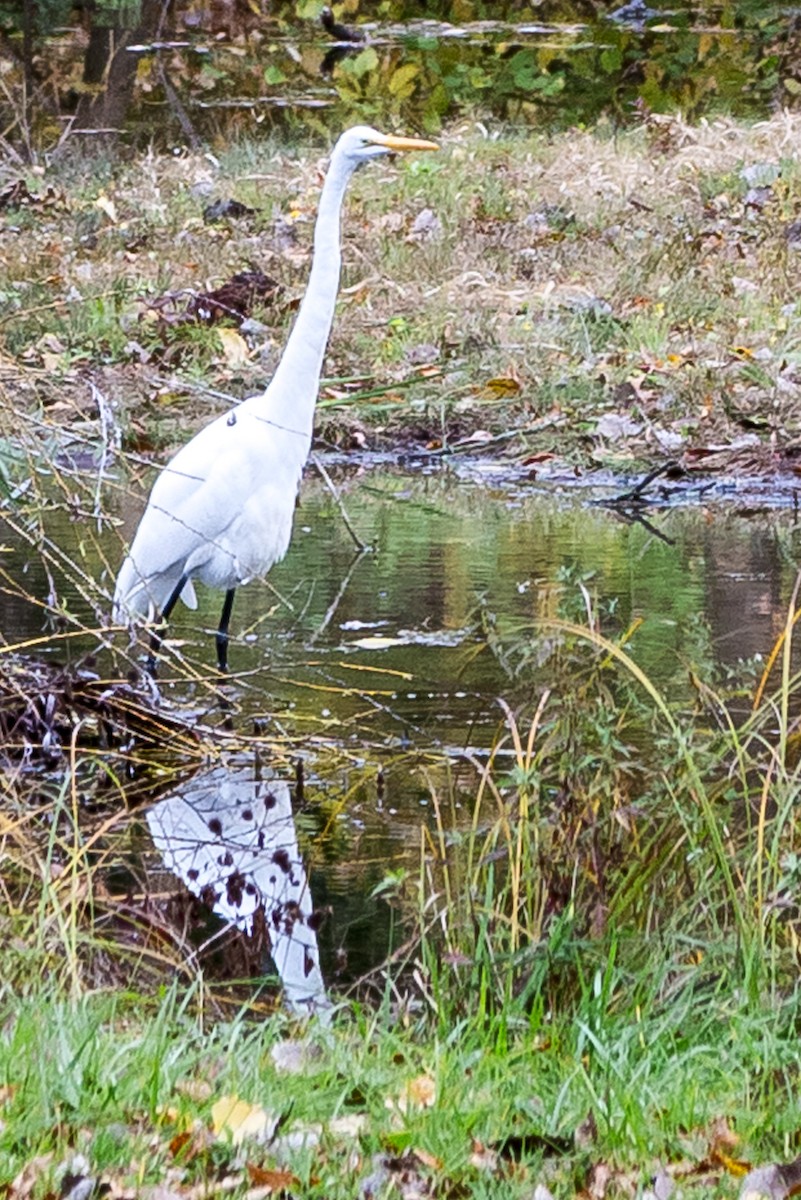 Grande Aigrette - ML610331328