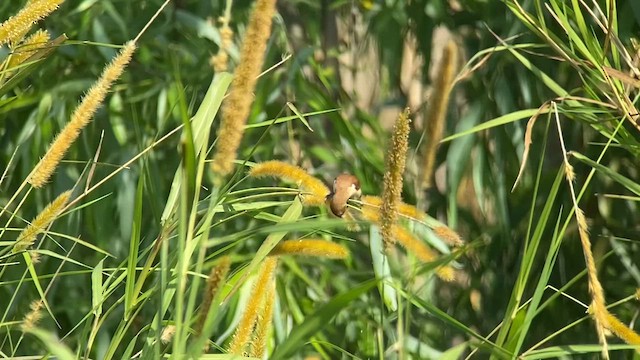 Tricolored Munia - ML610331365