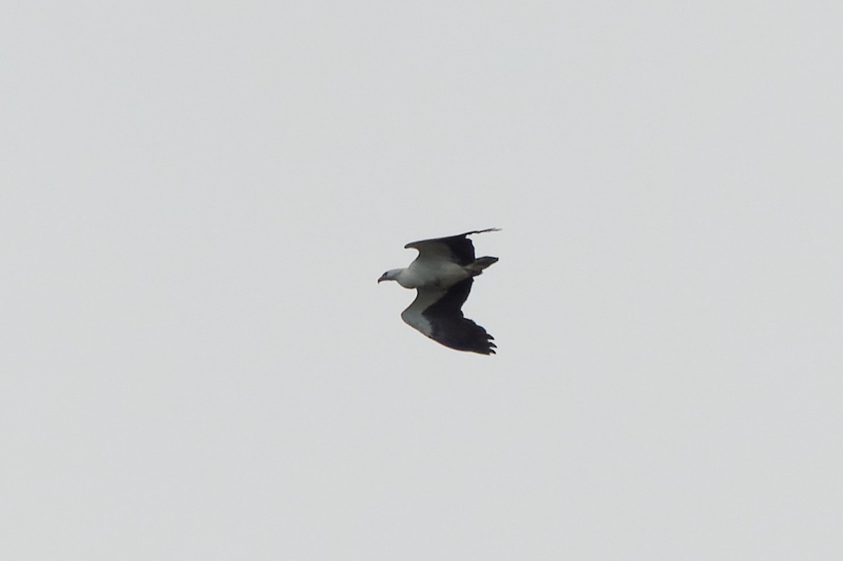 White-bellied Sea-Eagle - ML610331413