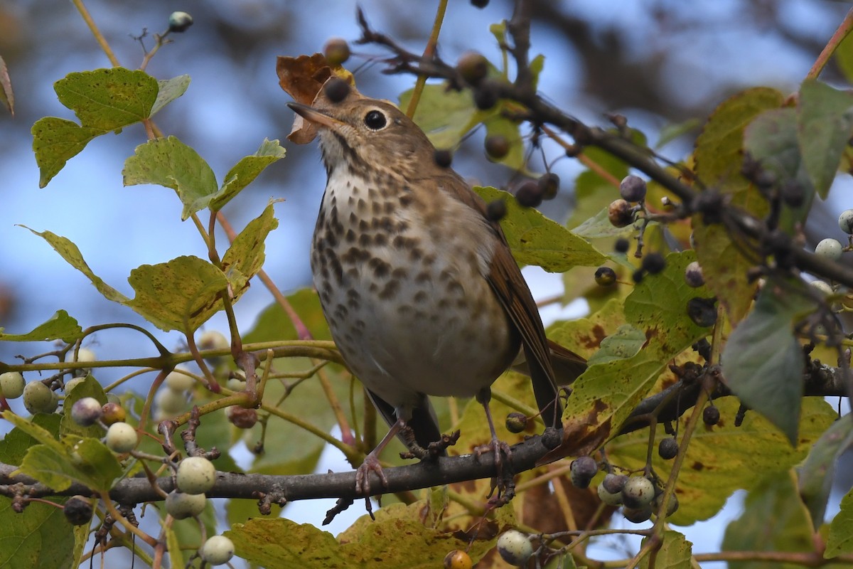 Hermit Thrush - ML610331432