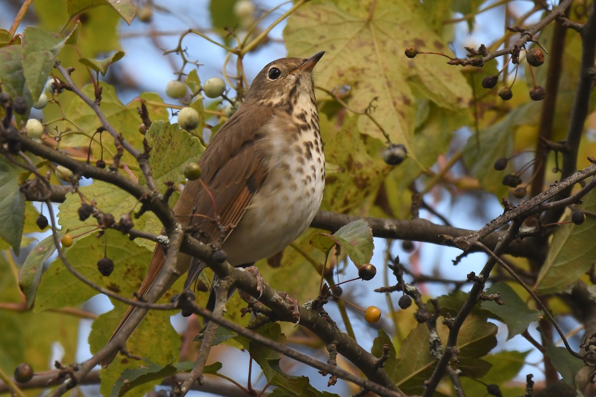 Hermit Thrush - ML610331434