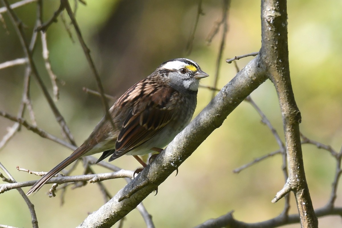 White-throated Sparrow - ML610331481