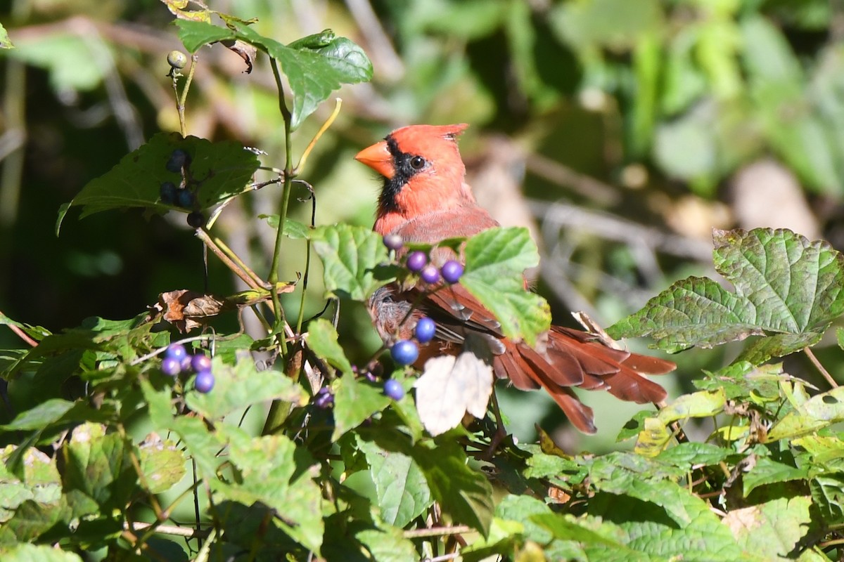 Northern Cardinal - ML610331519