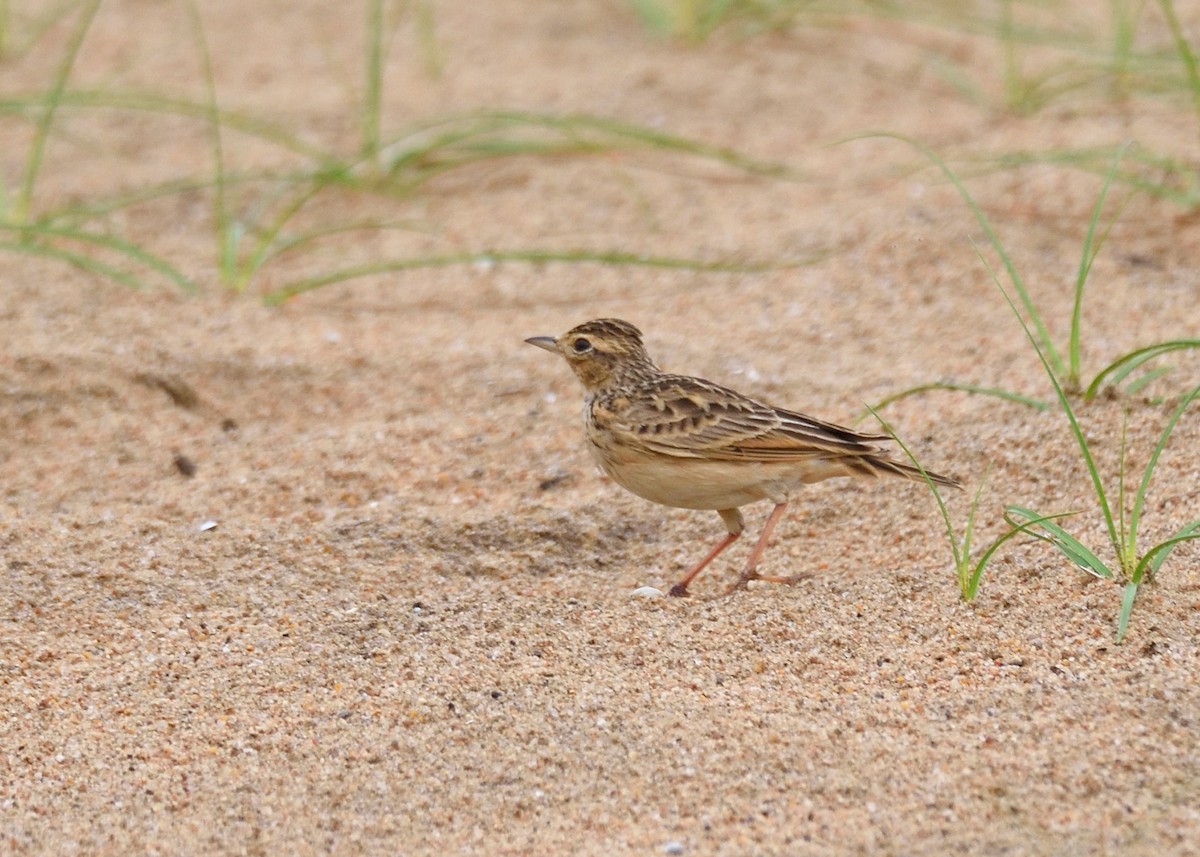 Oriental Skylark - ML610331534