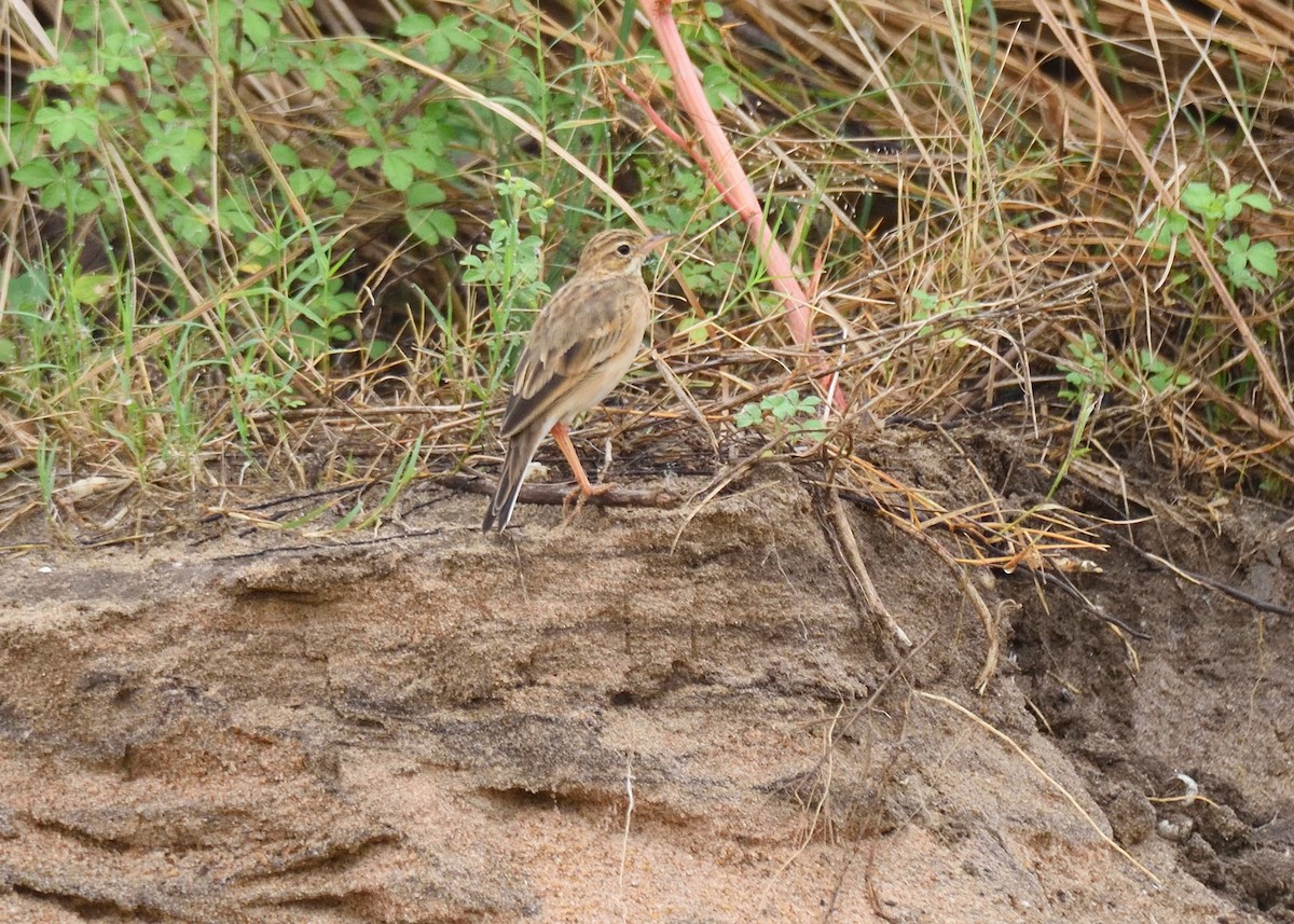 Oriental Skylark - ML610331541