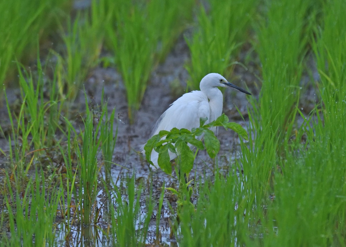 Eastern Cattle Egret - ML610331564