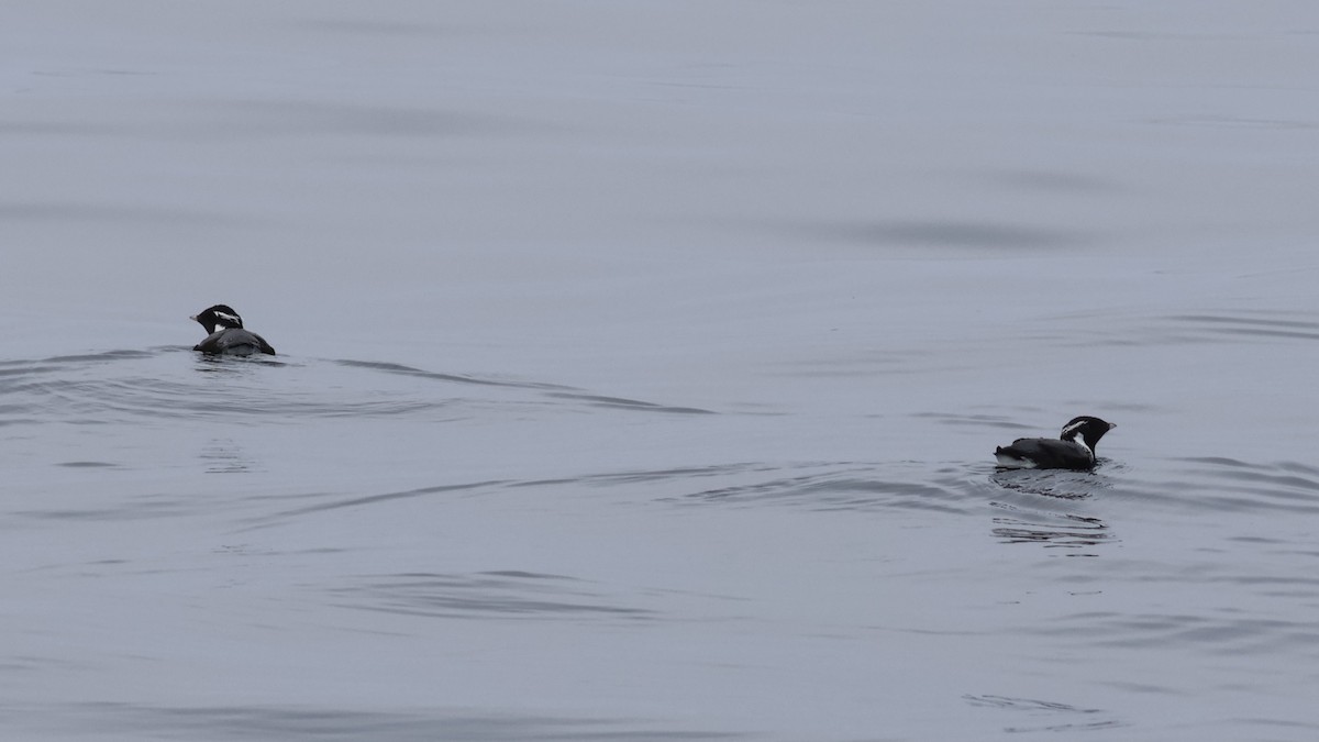 Ancient Murrelet - ML610331591