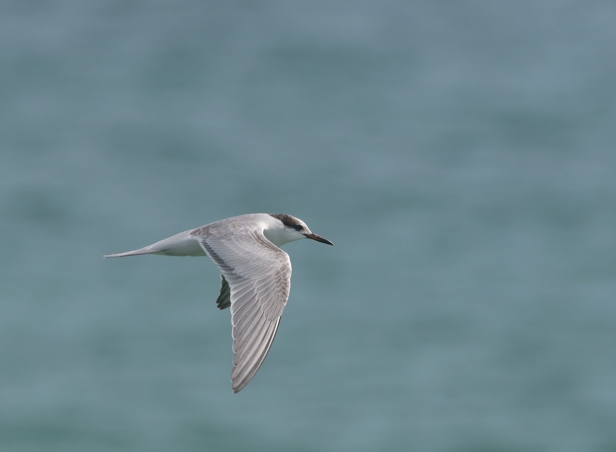 Common Tern - ML610331695