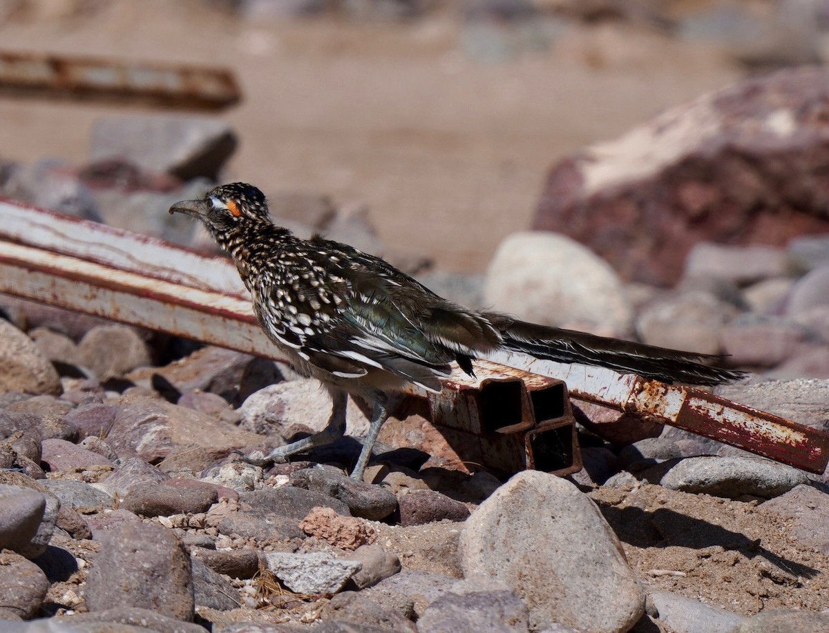 Greater Roadrunner - ML610331700