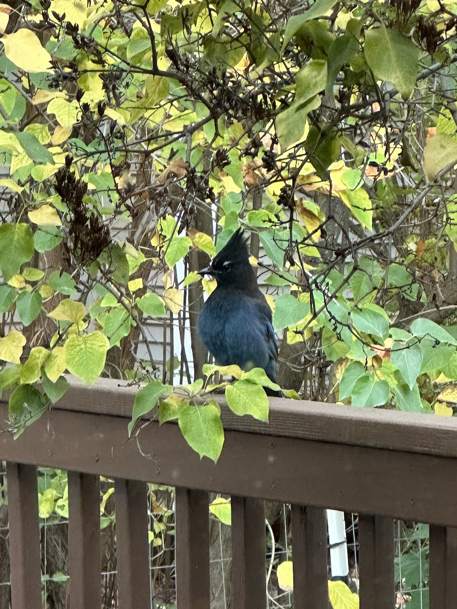 Steller's Jay - ML610331727