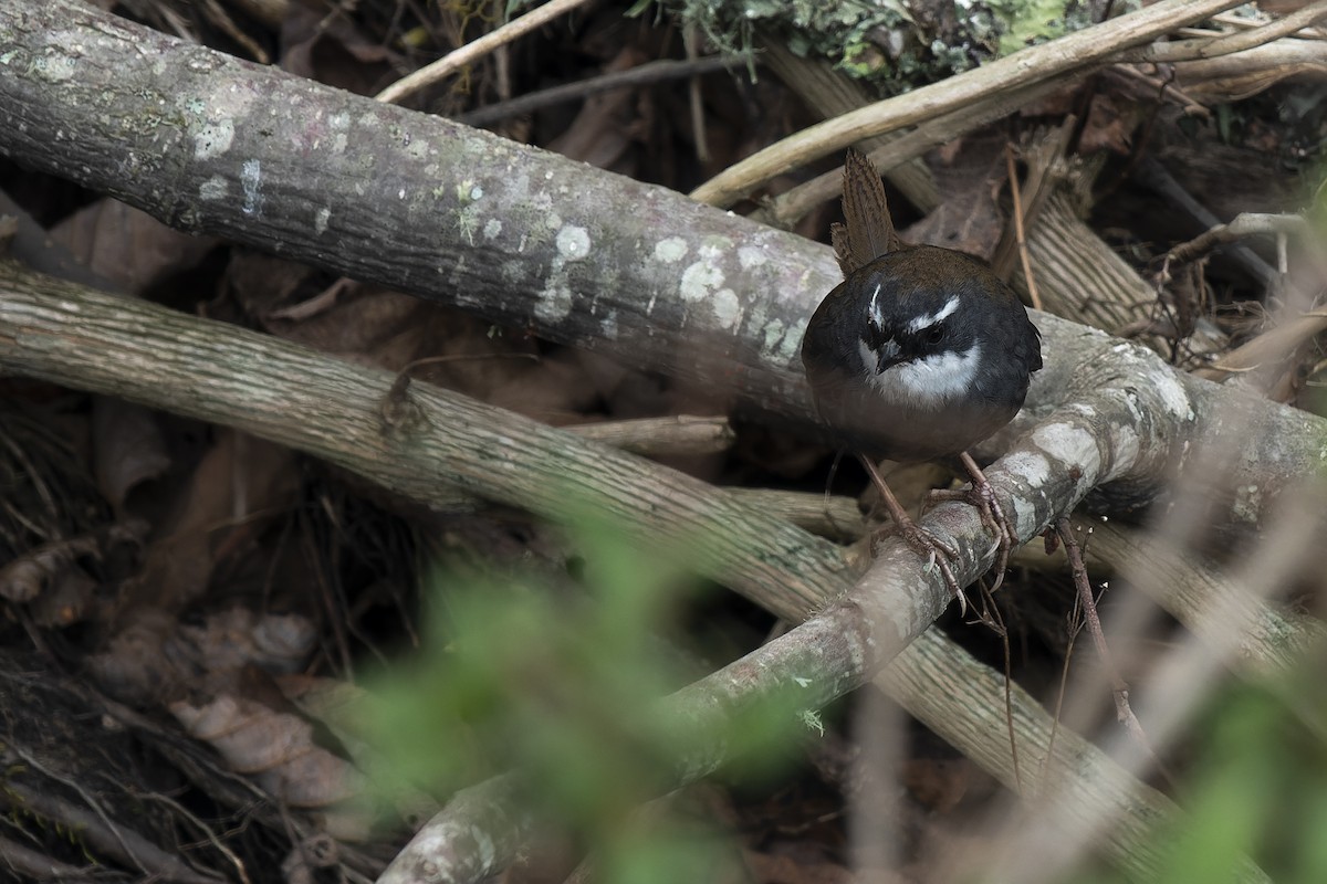 White-browed Tapaculo - ML610331748
