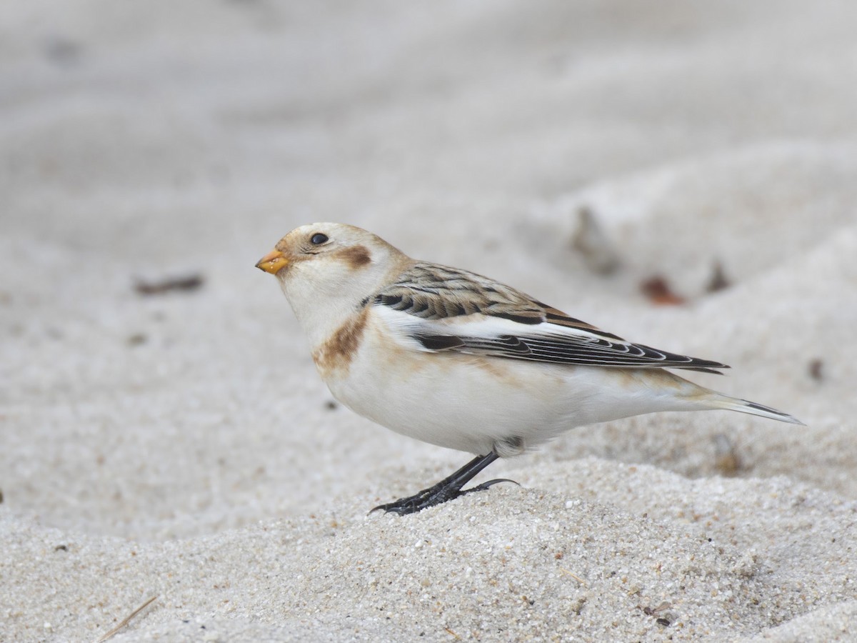 Цасч хөмрөг - ML610331793