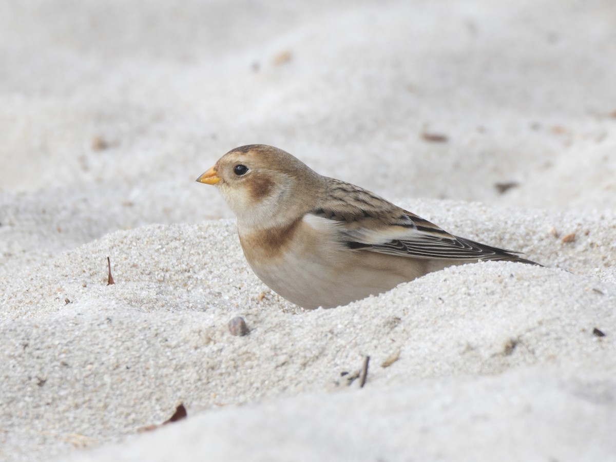 Цасч хөмрөг - ML610331798