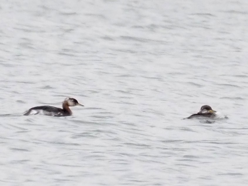 Red-necked Grebe - Kostyantyn Grinchenko