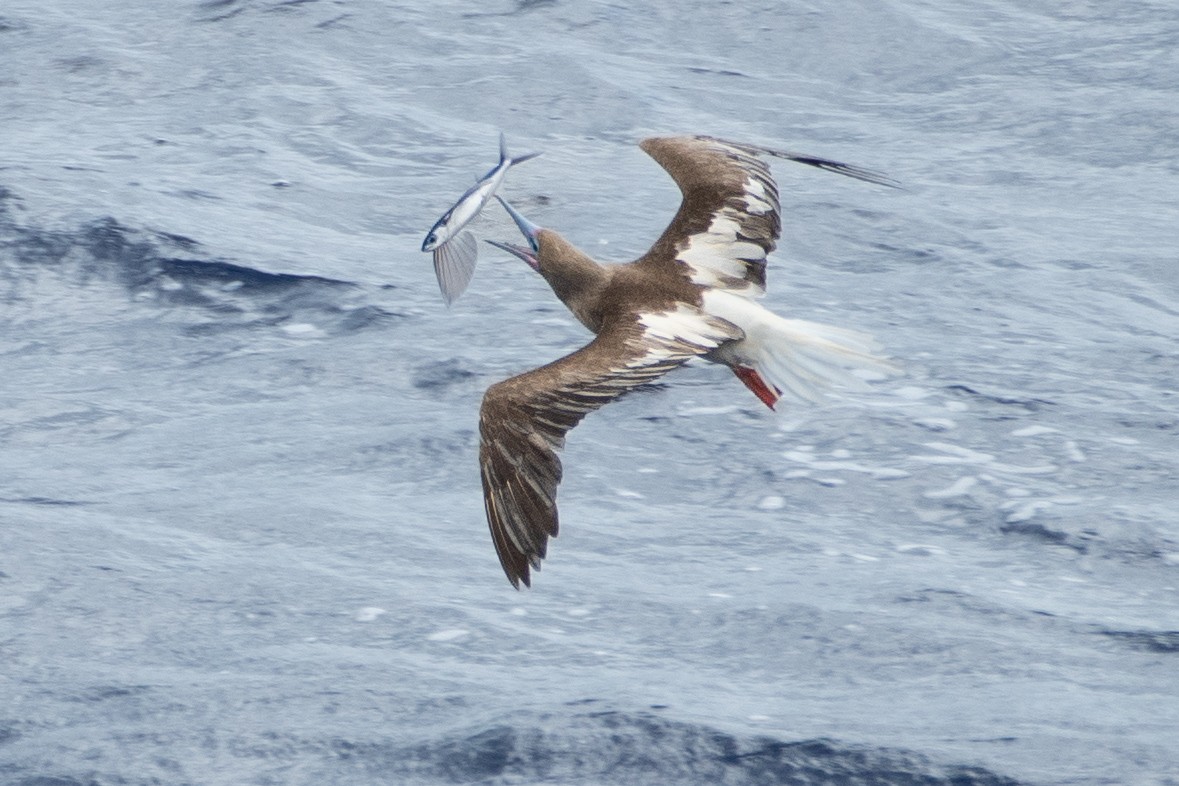 Red-footed Booby - ML610331969