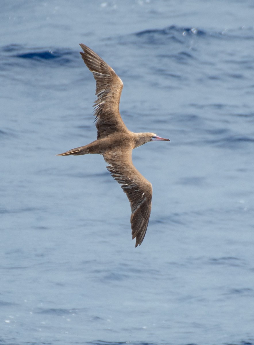 Red-footed Booby - ML610331970