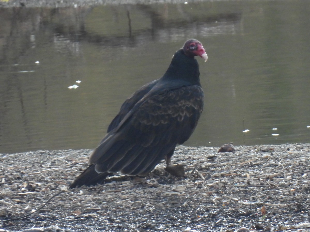 Turkey Vulture - ML610332007