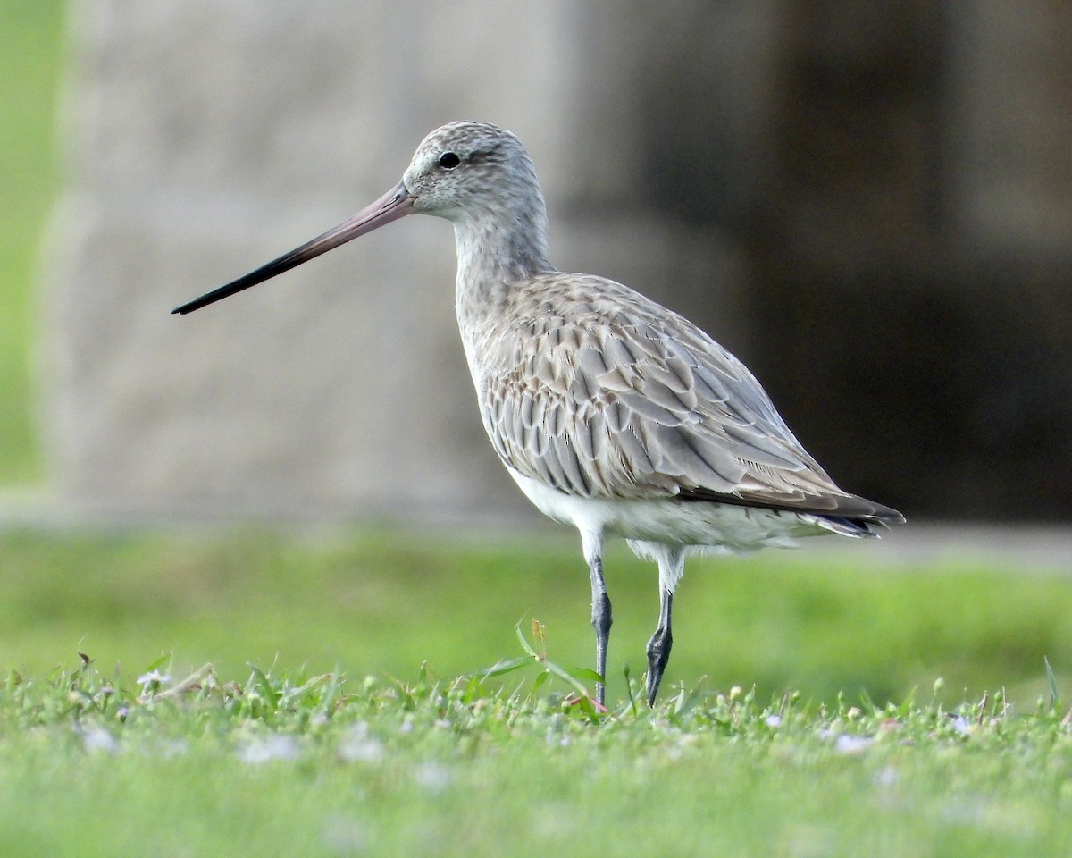 Bar-tailed Godwit (Siberian) - Justus P