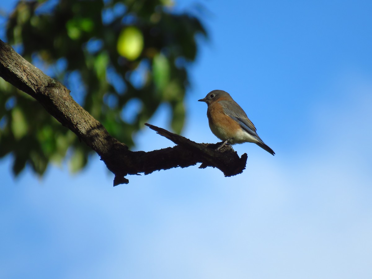 Eastern Bluebird - ML610332086