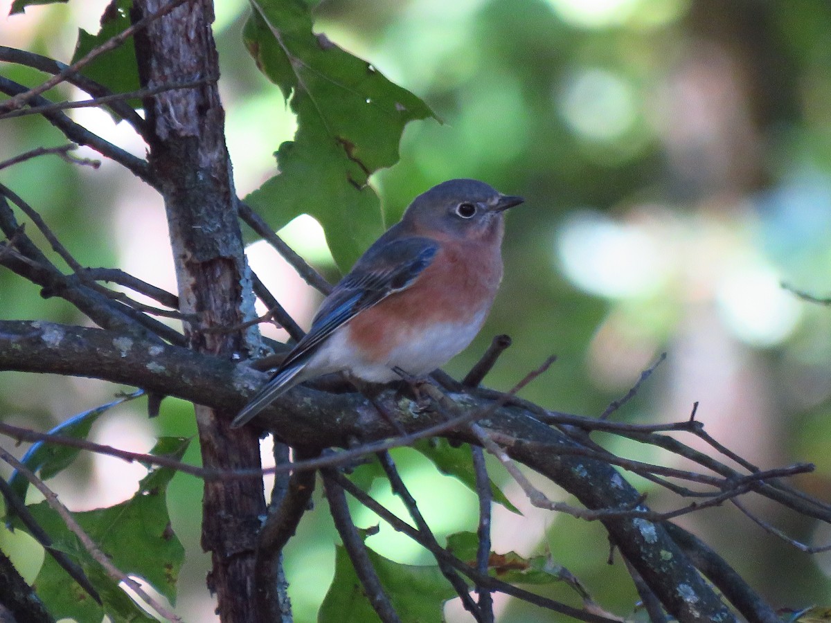 Eastern Bluebird - ML610332087