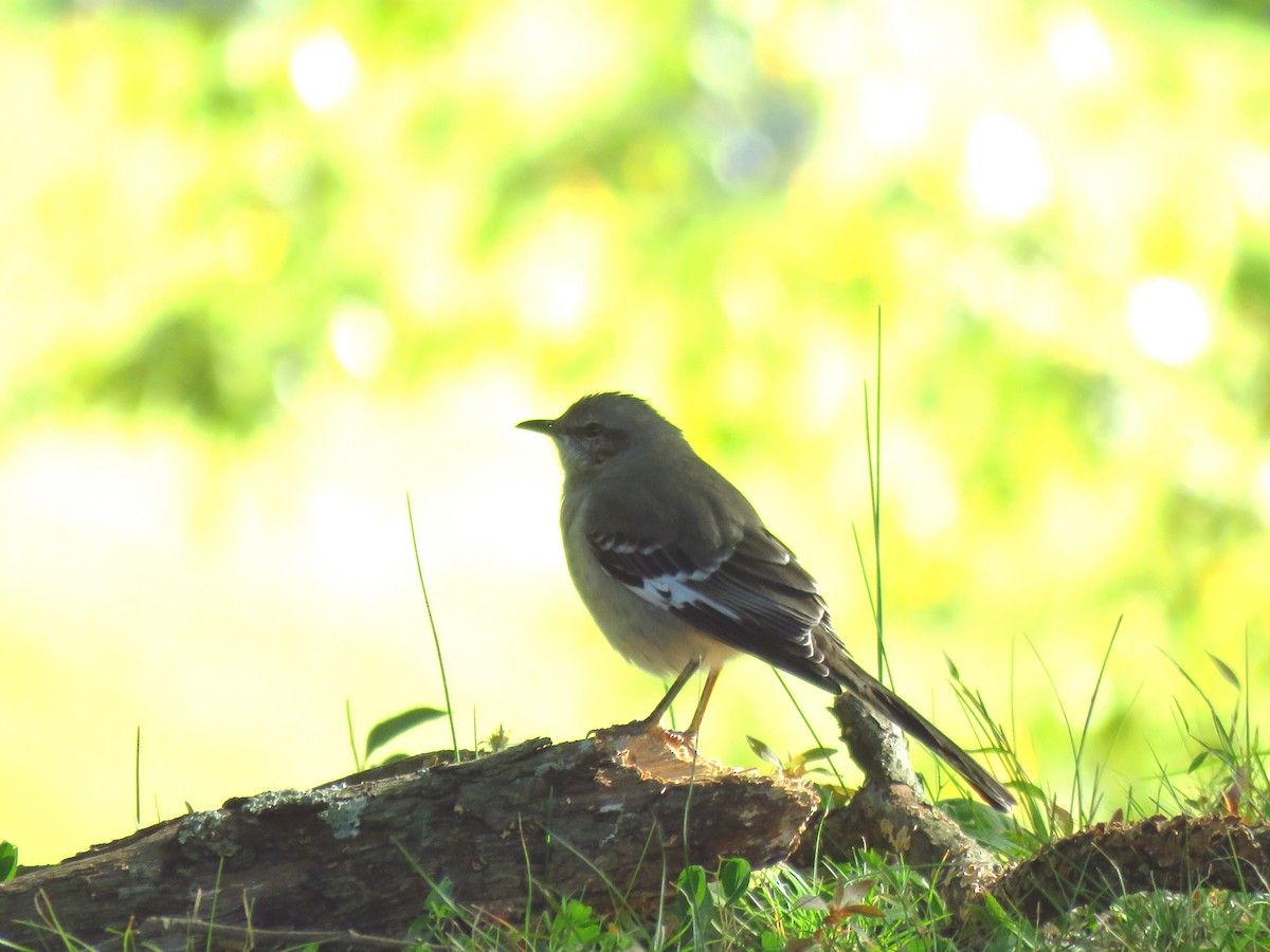 Northern Mockingbird - Ken Orich