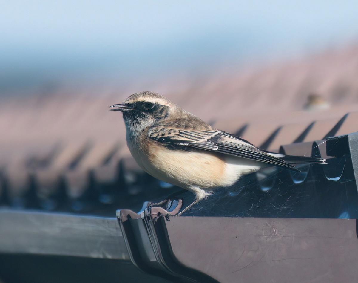 Pied Wheatear - ML610332185