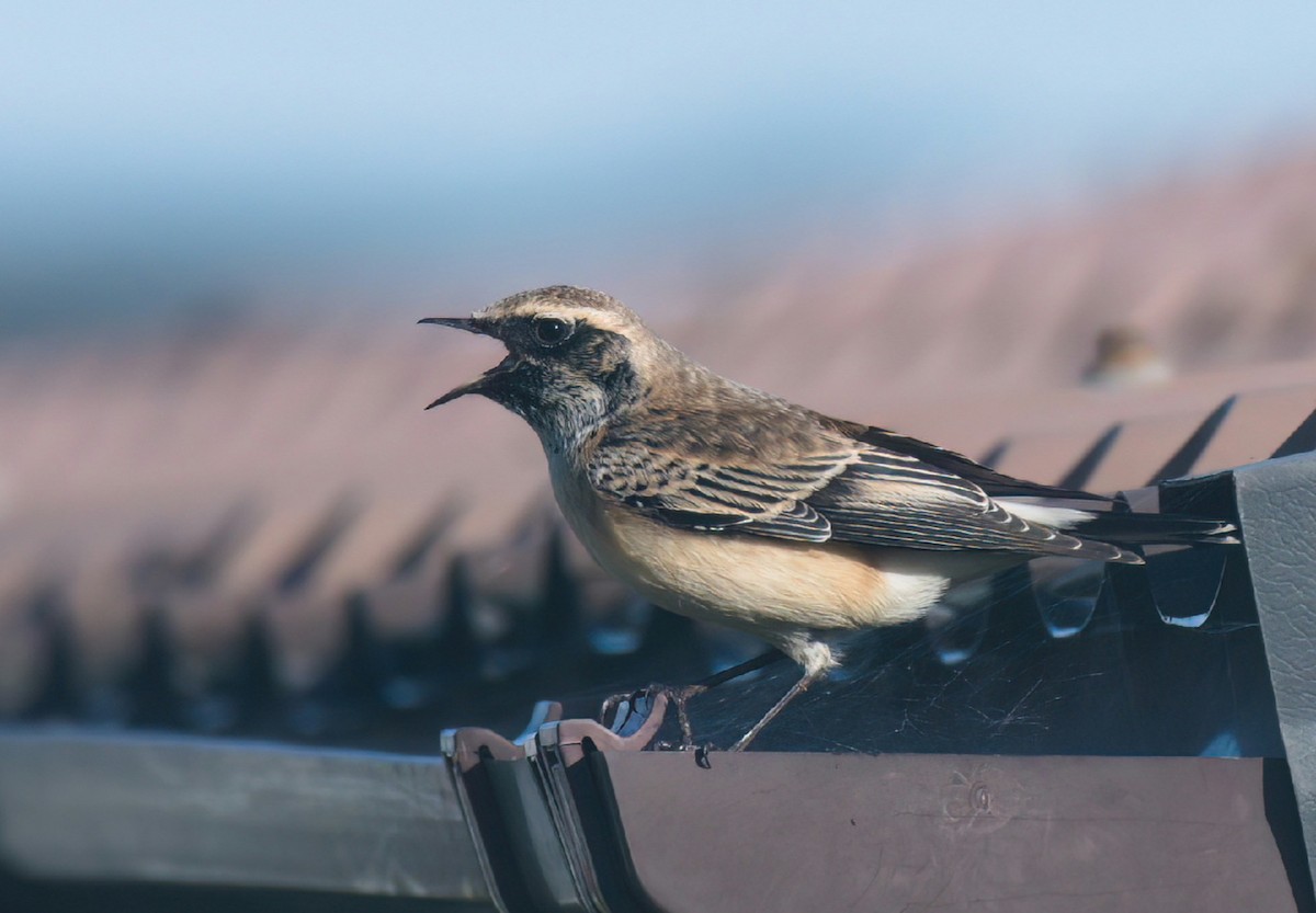 Pied Wheatear - ML610332186