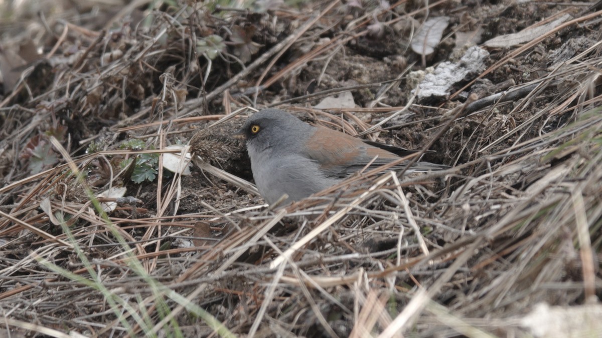 Junco aux yeux jaunes - ML610332211