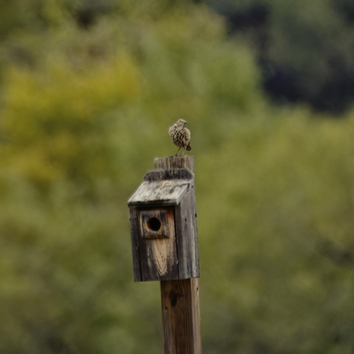 Sage Thrasher - ML610332258