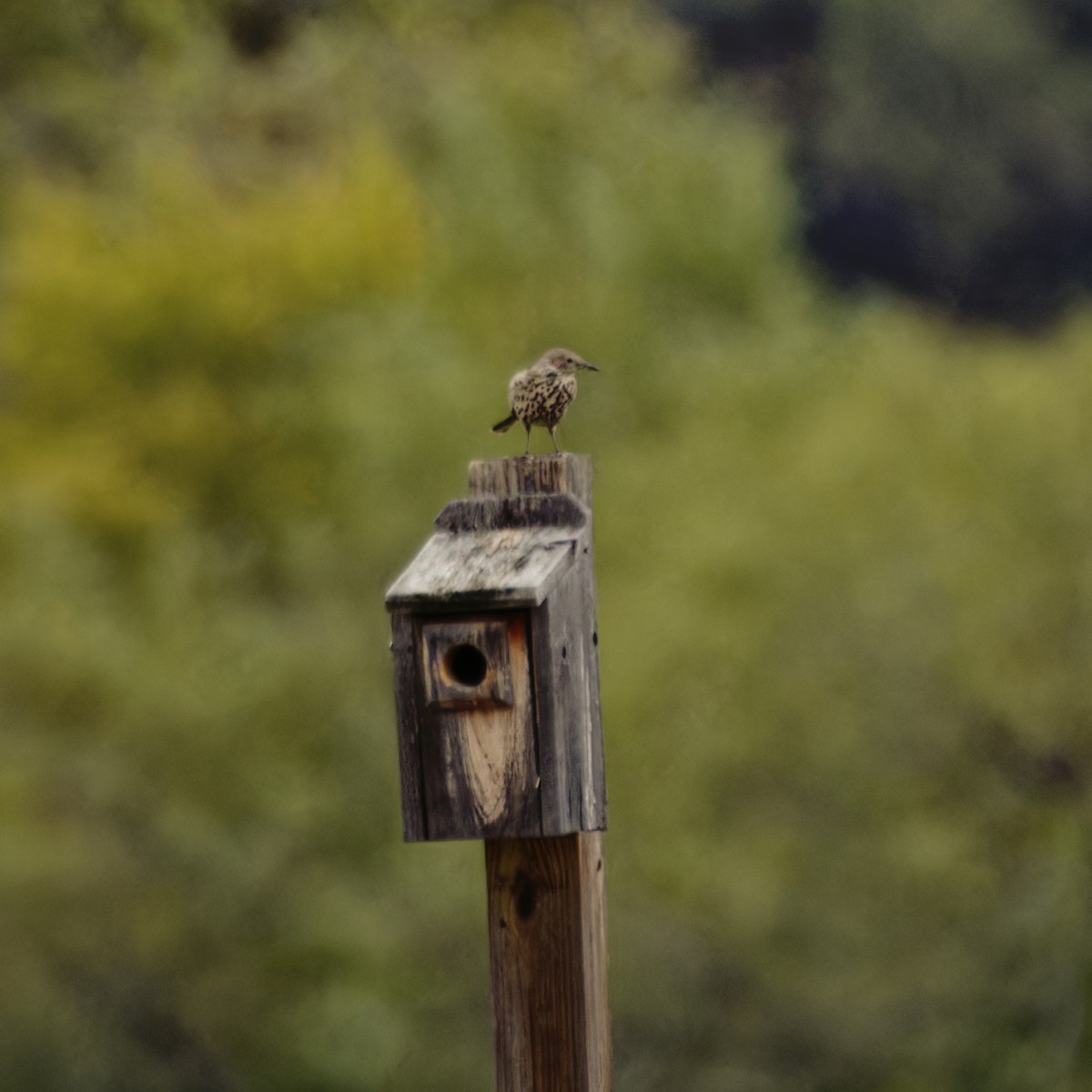 Sage Thrasher - ML610332260