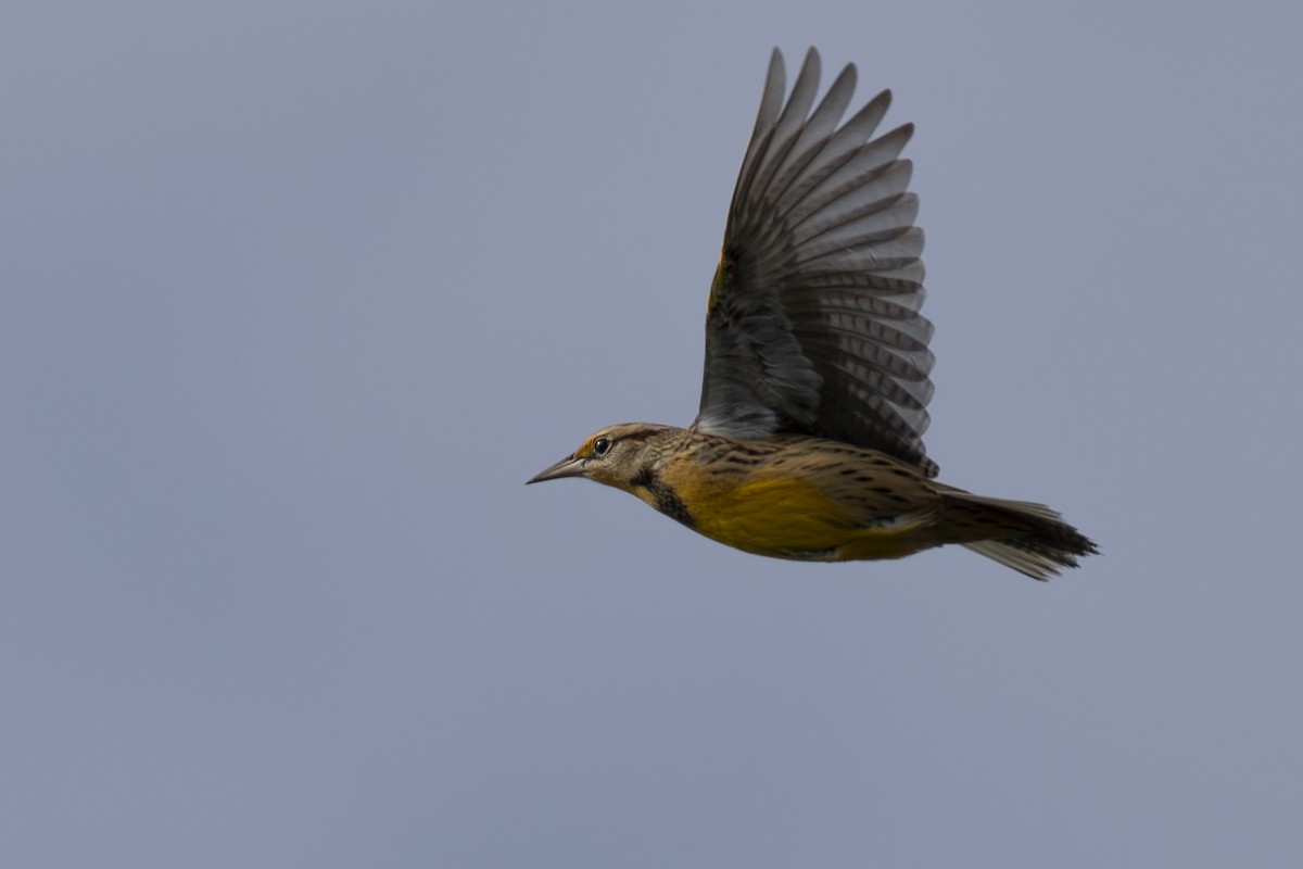 Eastern Meadowlark - ML610332560