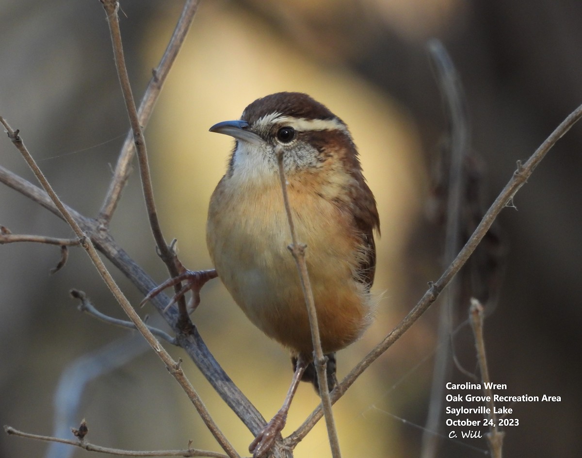 Carolina Wren - ML610332608