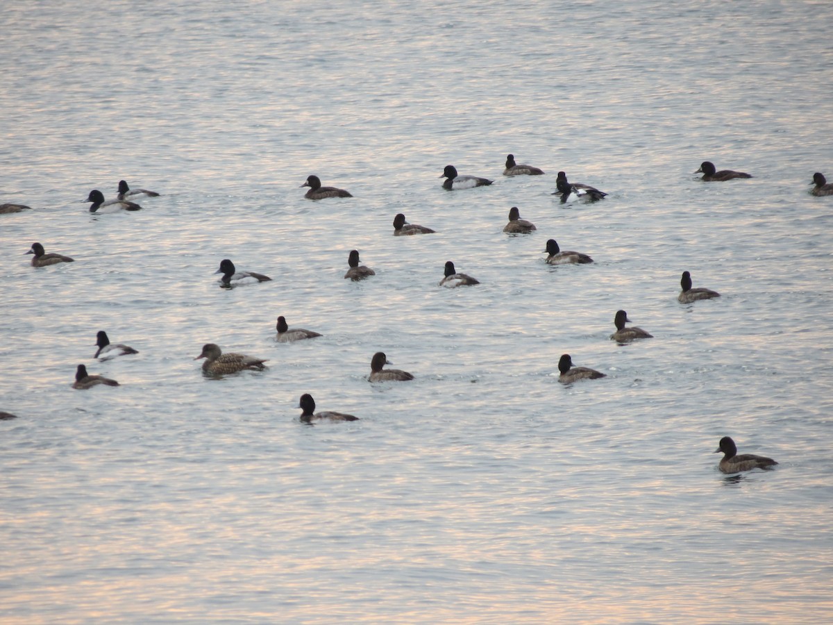 Lesser Scaup - ML610332642
