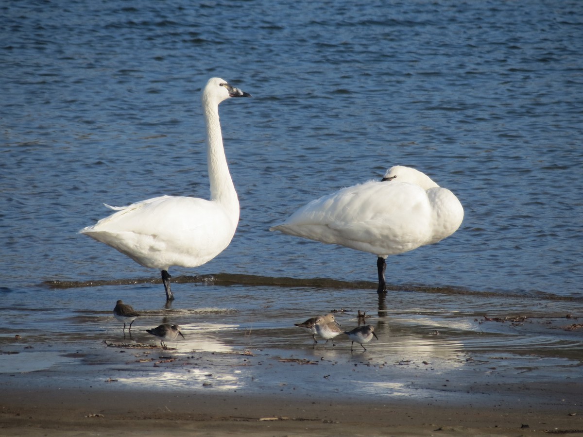 Cygne siffleur - ML610332686