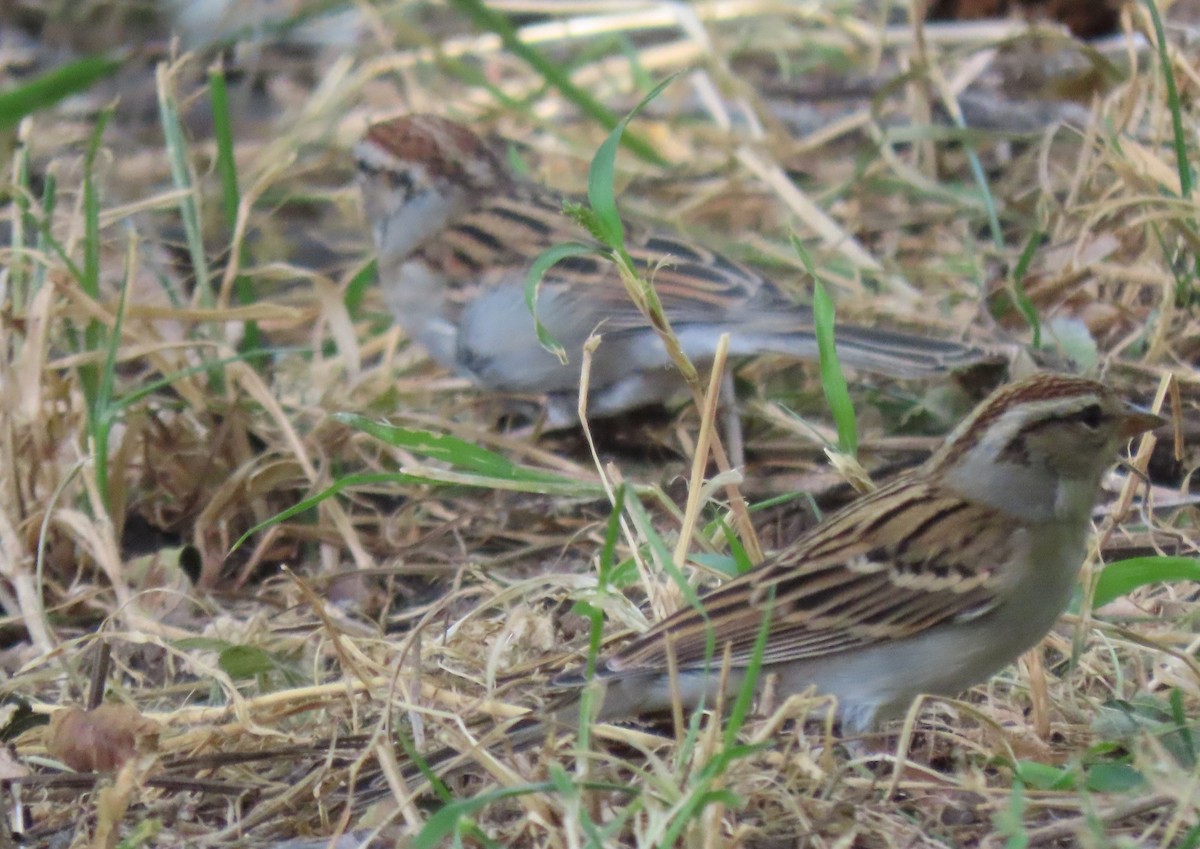 Chipping Sparrow - ML610332810