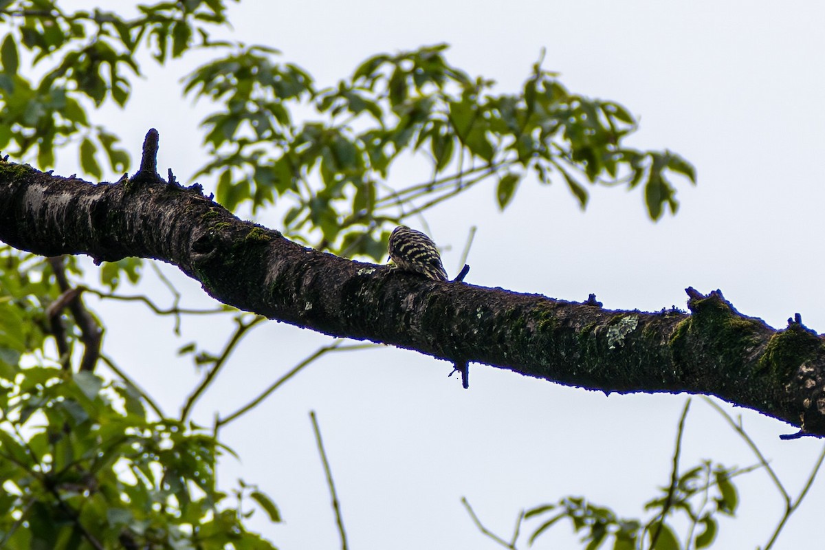 Japanese Pygmy Woodpecker - ML610332814