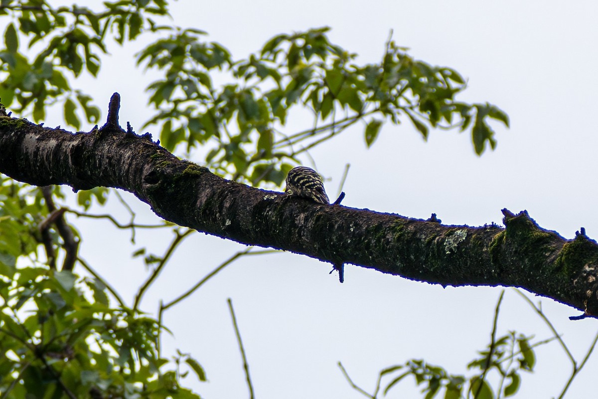 Japanese Pygmy Woodpecker - ML610332815