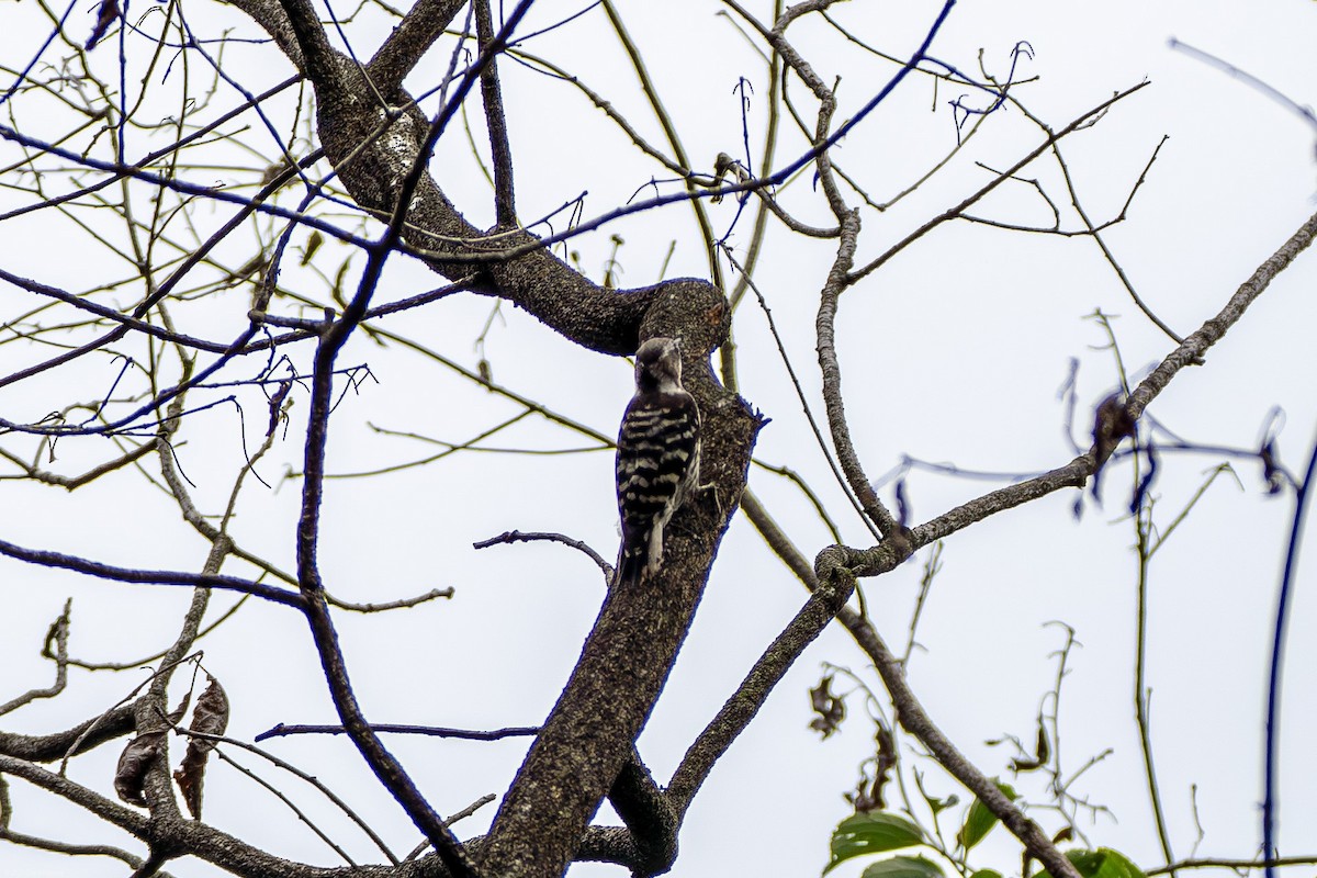 Japanese Pygmy Woodpecker - ML610332826