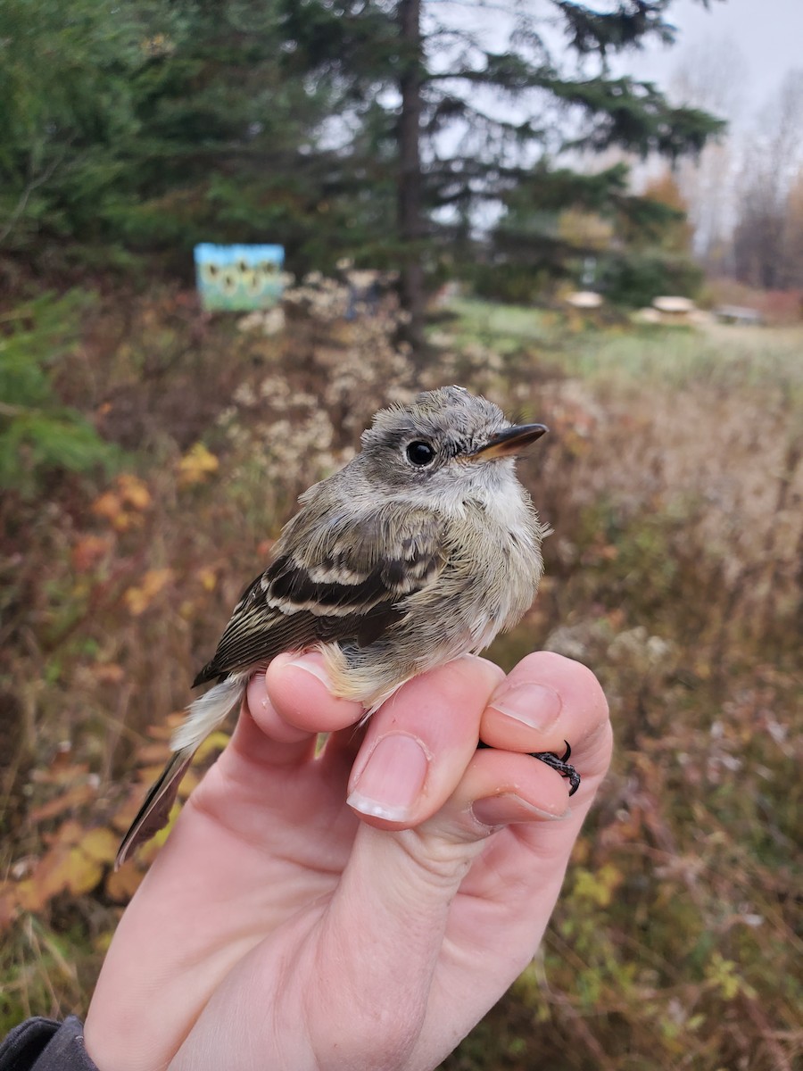 Dusky Flycatcher - Aaron Rusak