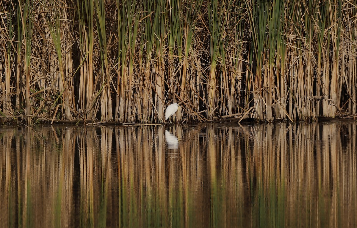 Little Blue Heron - William Olenek