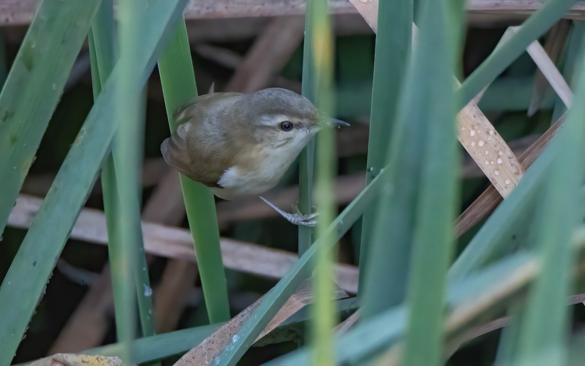 Paddyfield Warbler - Andrés  Rojas Sánchez