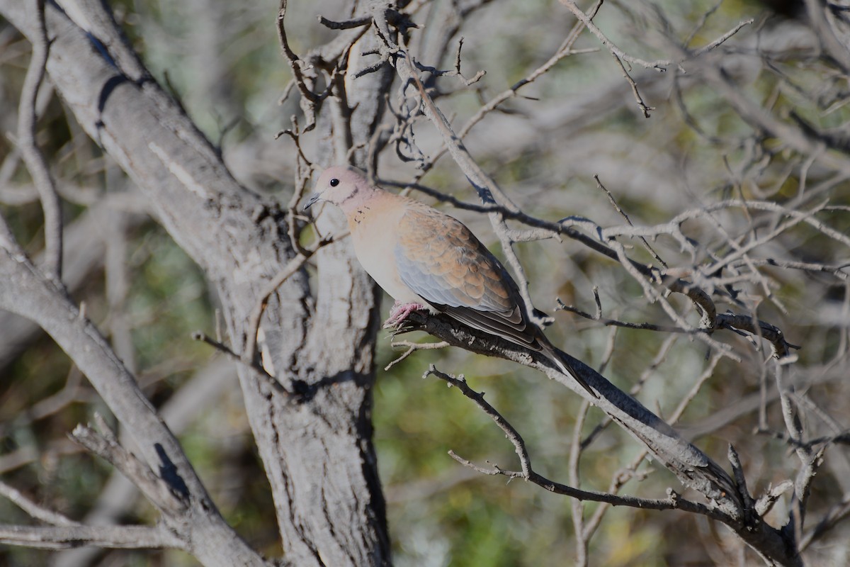 Laughing Dove - ML610332928