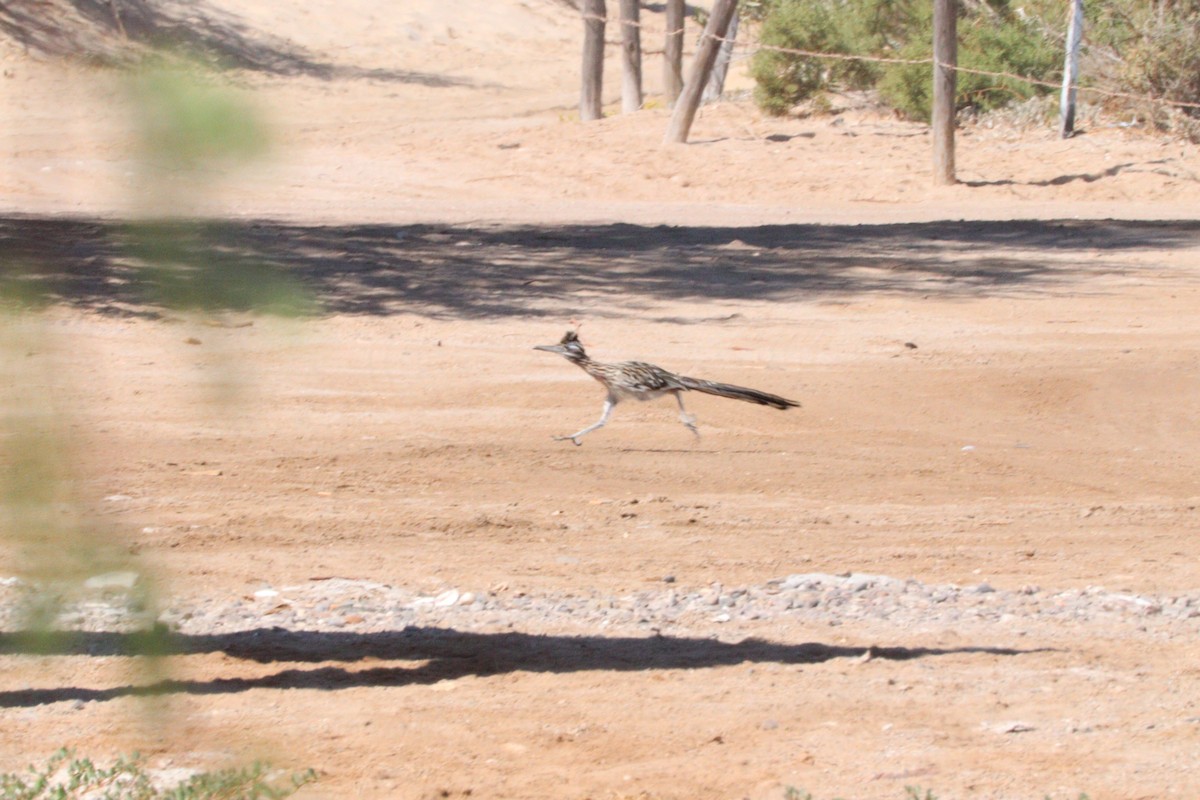 Greater Roadrunner - ML610332975