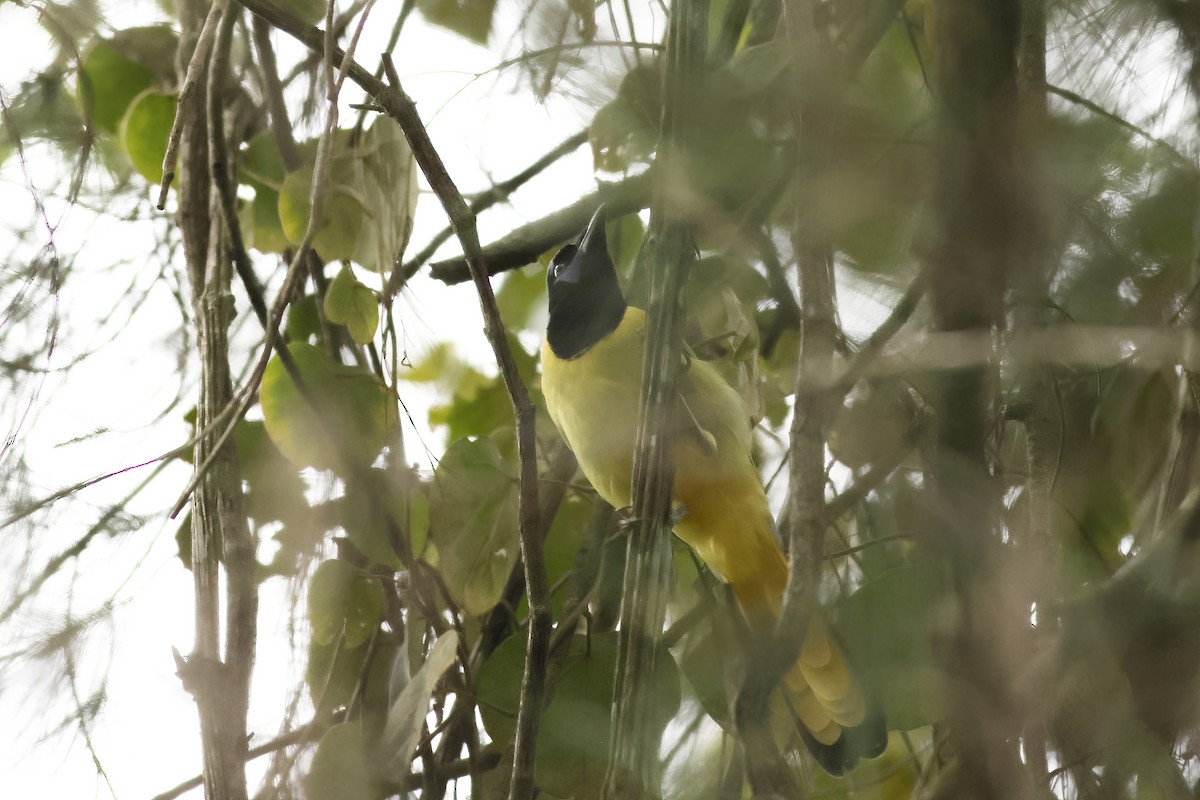 Green Jay - John Mercer